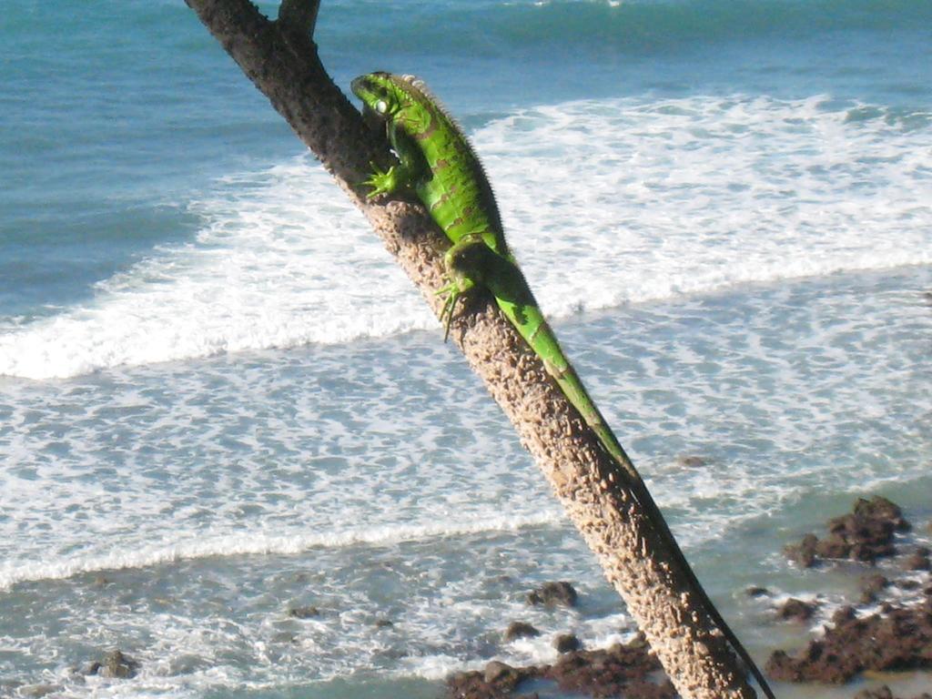 Pousada La Bonita Baía Formosa Buitenkant foto
